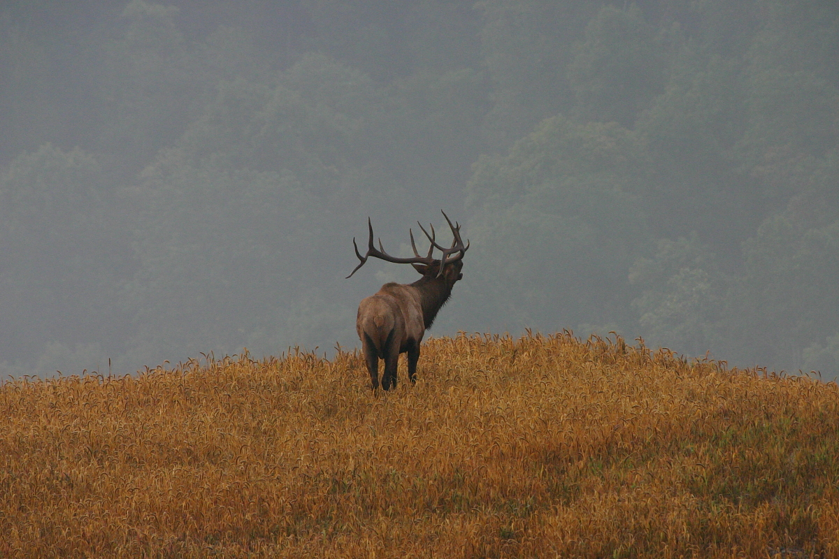 Apply today for a Kentucky elk hunt Kentucky Department of Fish